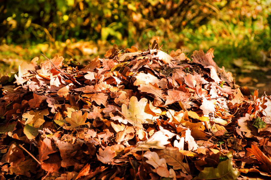 Composting Leaves How To Make Great Compost From Leaves!