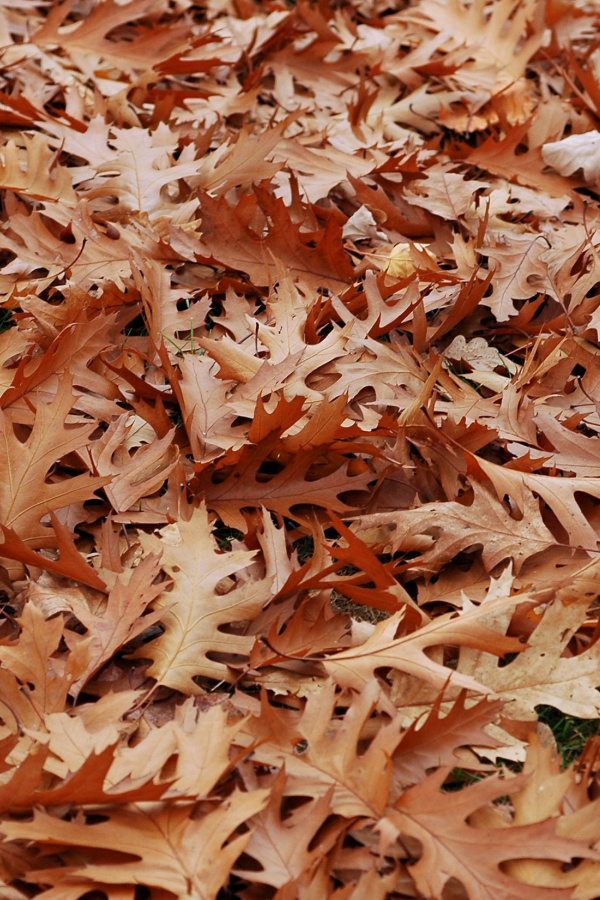 Oak leaves aren't the best for using for compost piles because they take forever to break down.