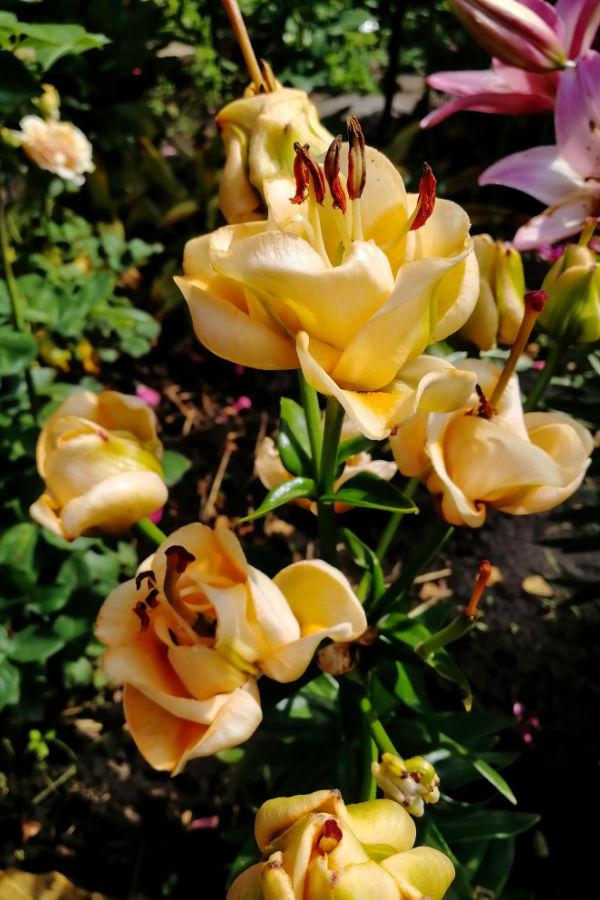 Apricot Fudge Lilies - planting lily bulbs in the fall