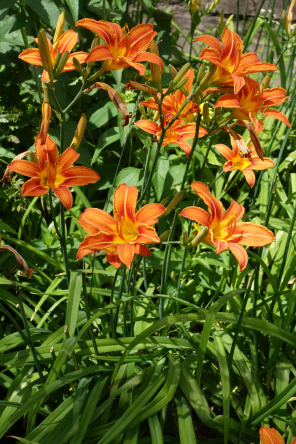 orange daylilies growing together are not "true" lilies