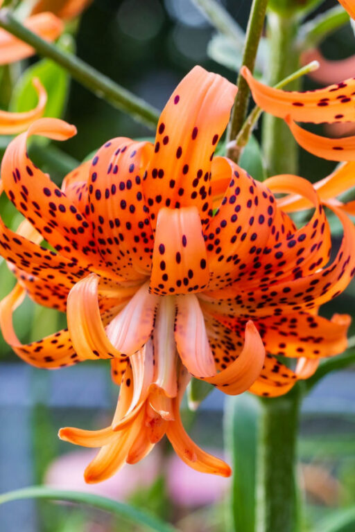 How To Plant Lily Bulbs In The Fall Growing Unique Lilies!