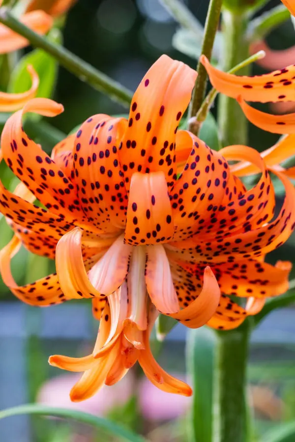 A double tiger lily closeup