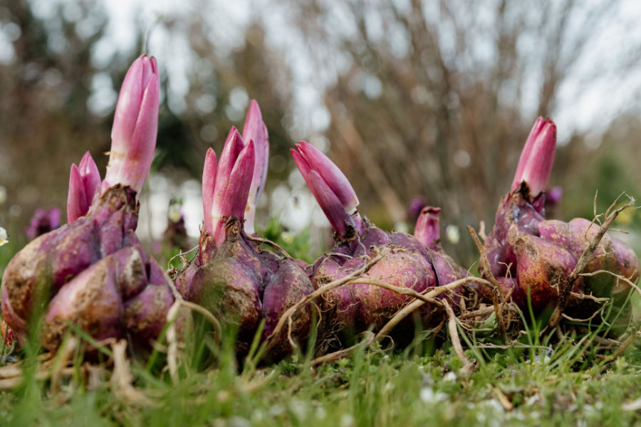 can you plant lily bulbs in the fall