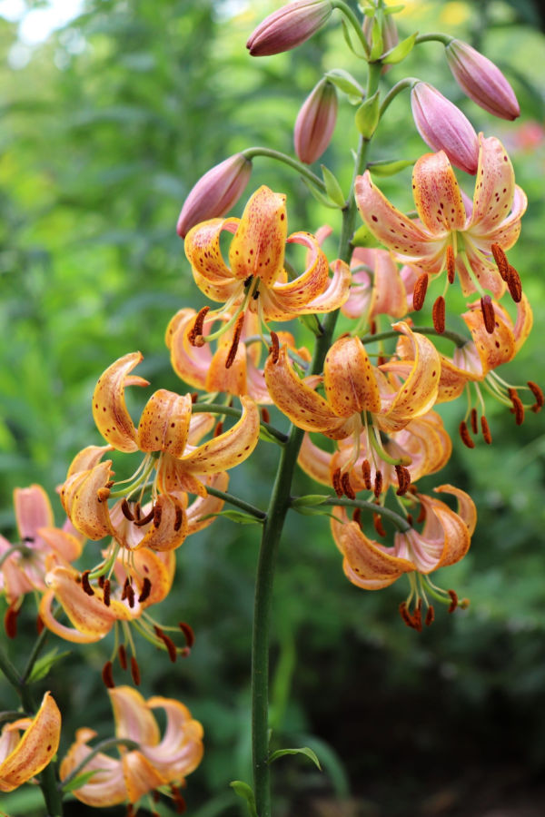 Martagon Lilies - plant lily bulbs in the fall