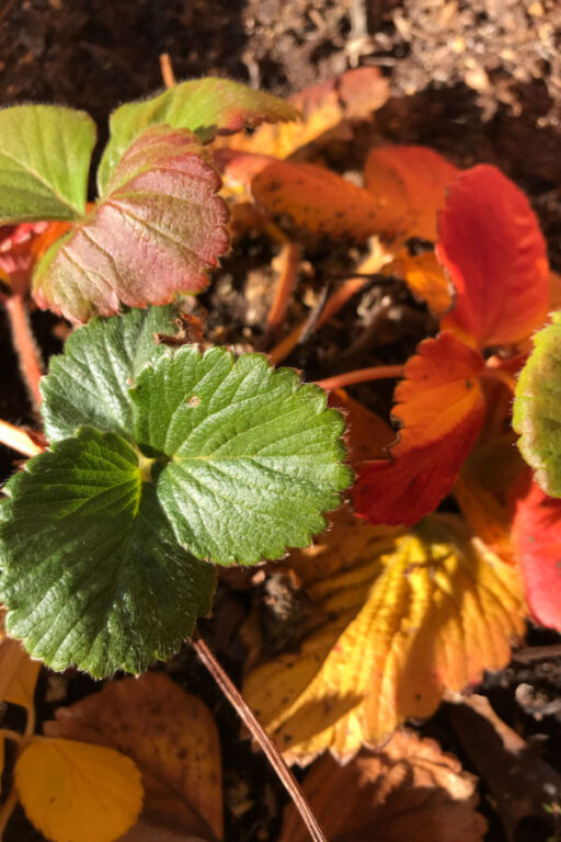 How To Overwinter Potted Strawberry Plants