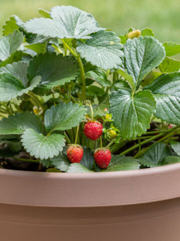 over winter potted strawberry plants