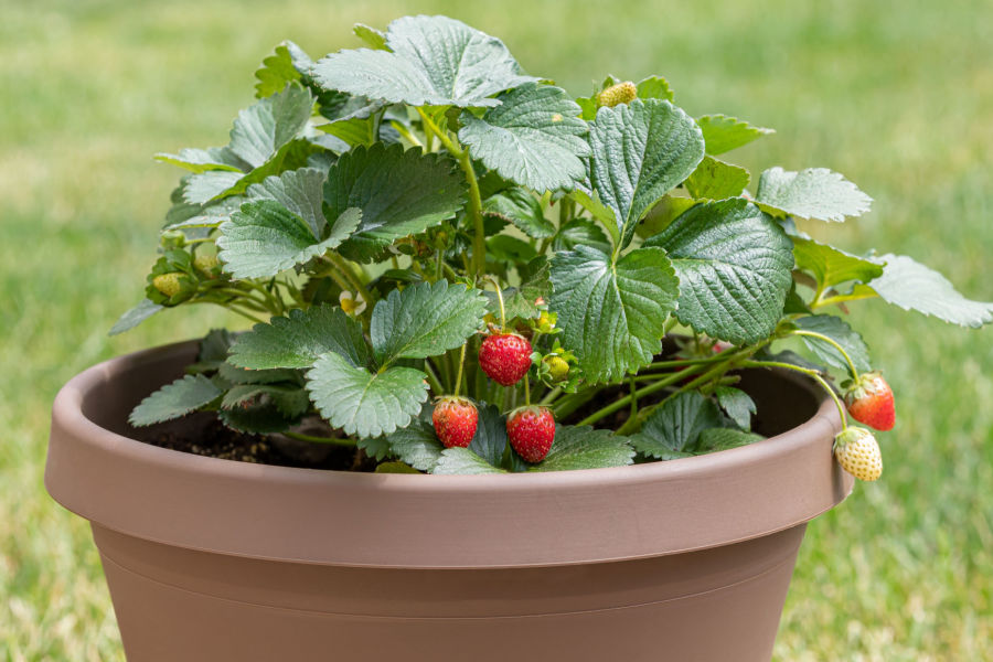 How To Overwinter Potted Strawberry Plants