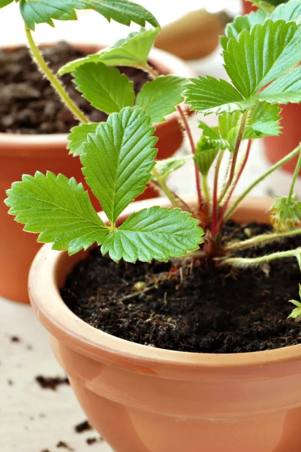 A container holding a strawberry plant.