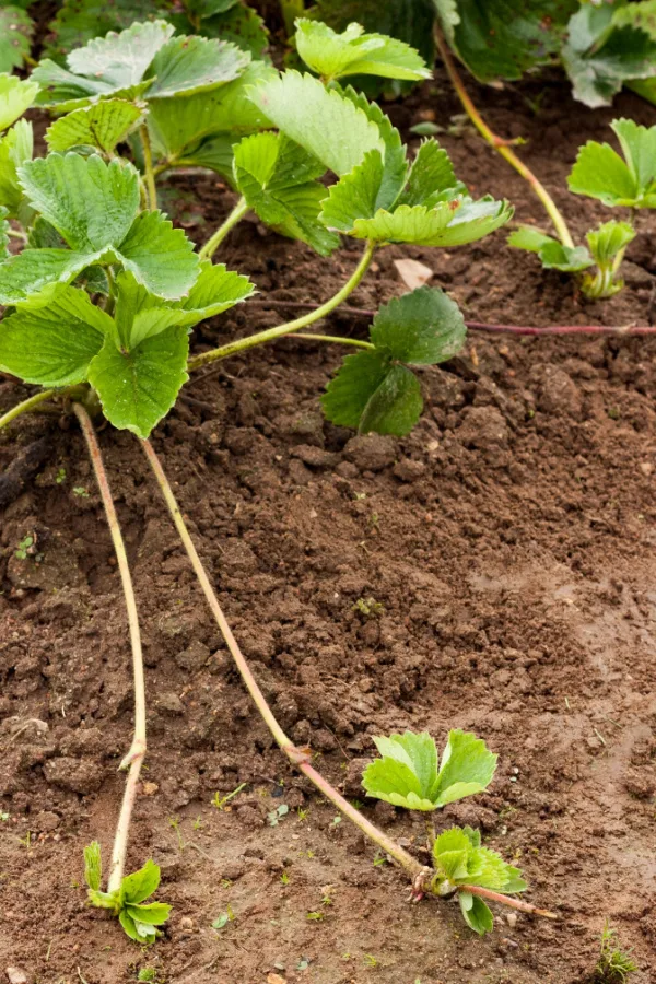 mature strawberry plants put out runners that will turn into brand new plants. 