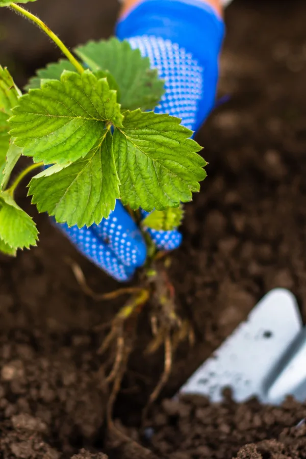 Mature strawberry plants being buried in the soil. 