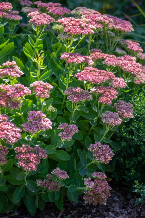 tall sedum blooming in the fall months. 