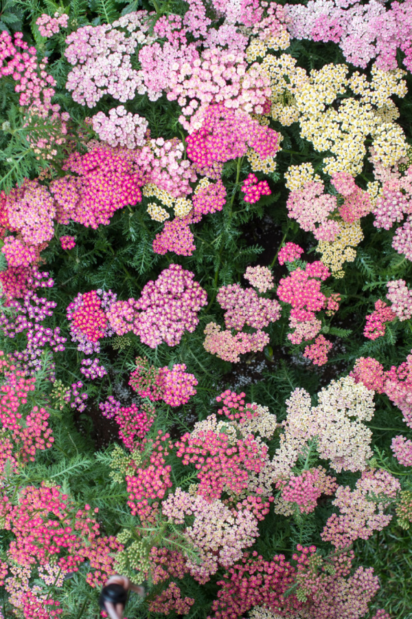 Multiple different colorful blooms