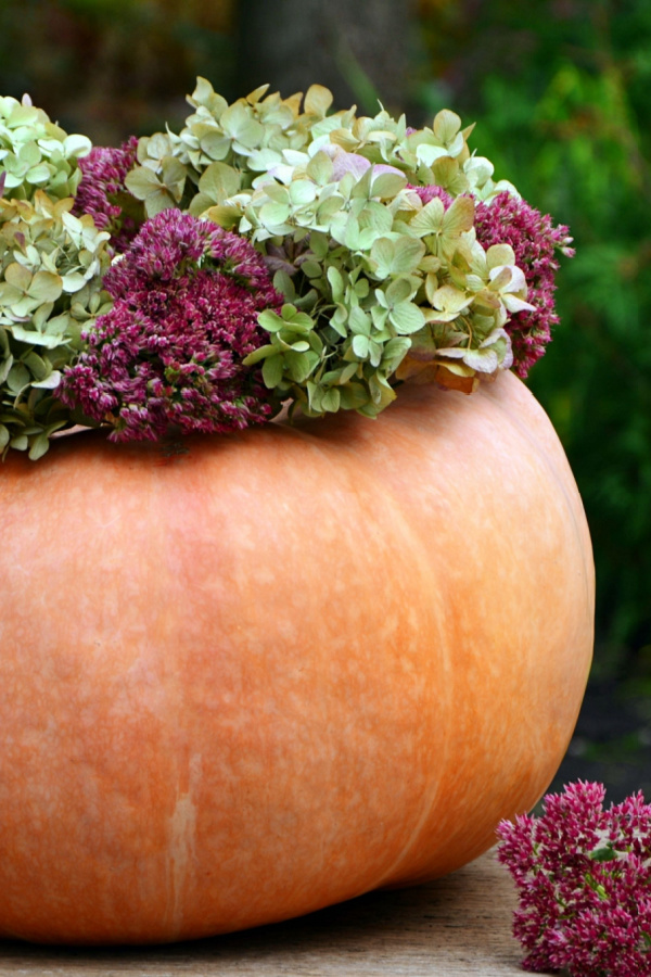 Sedum blooms with pumpkins