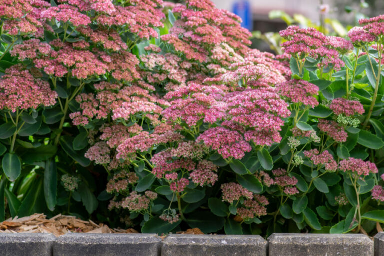 The Beauty Of Sedum In The Fall - How To Grow Sedum
