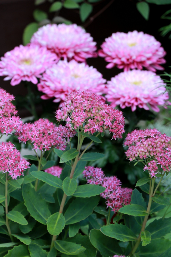 Mums and sedum are great fall plants. 