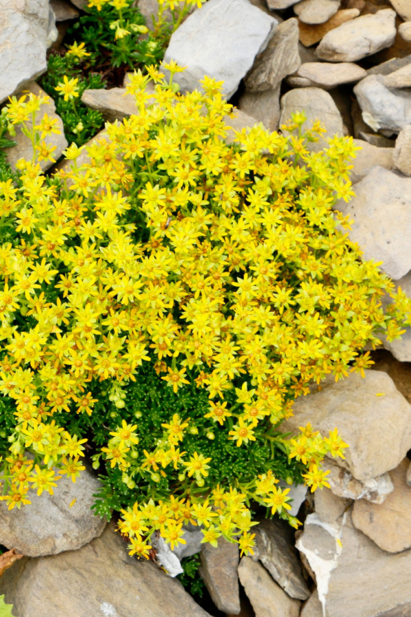 Yellow sedum growing in a rocky location. 