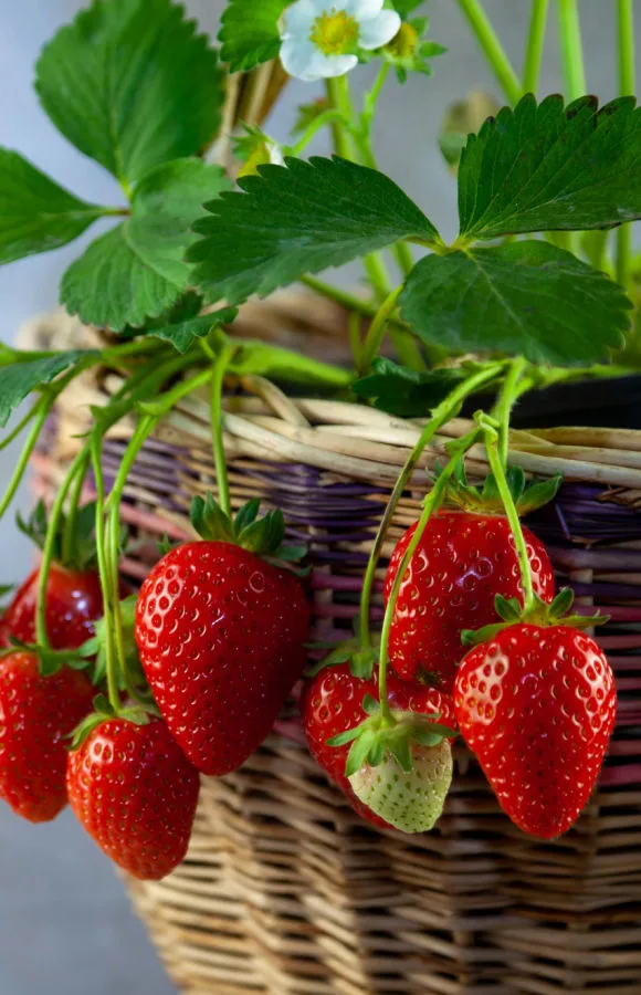 overwintering strawberries