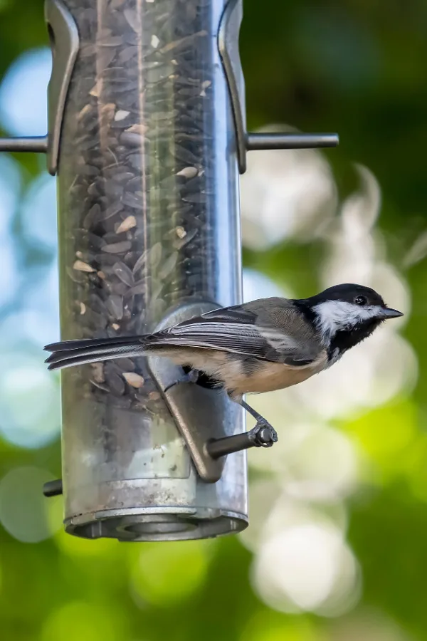 A bird eating birdseed.