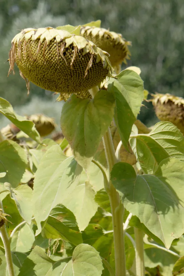 A group of sunflowers starting to dry out. 