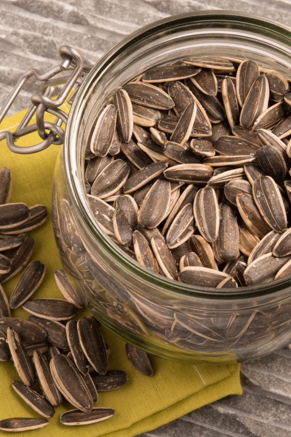 harvesting sunflower seeds is a great way to enjoy a healthy snack. 
