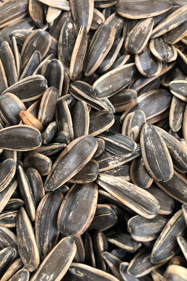A pile or roasted sunflower seeds
