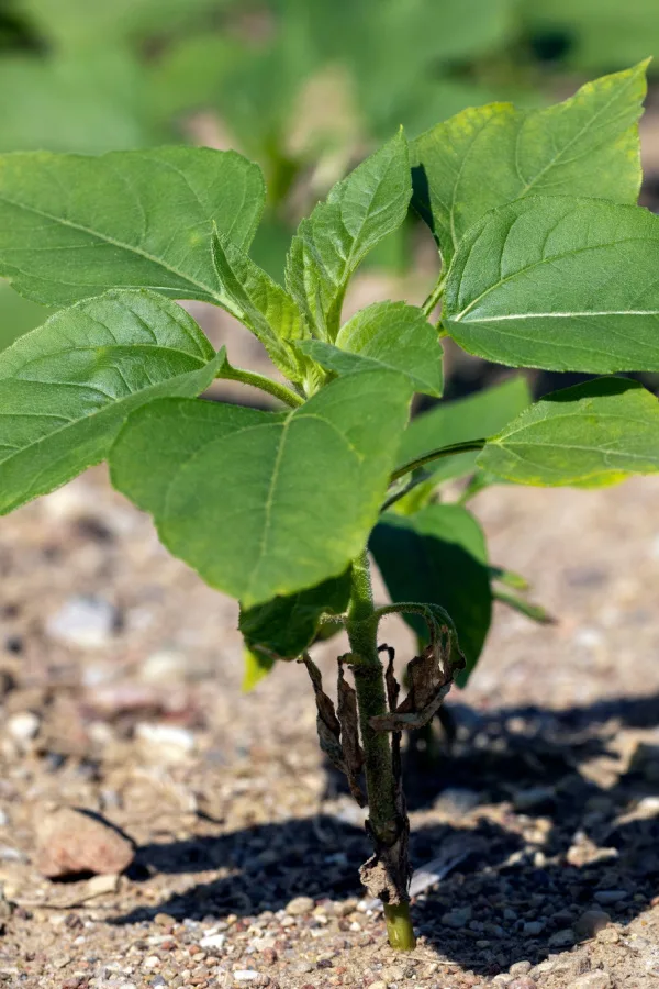 Before you can harvest sunflower seeds, you need healthy plants.
