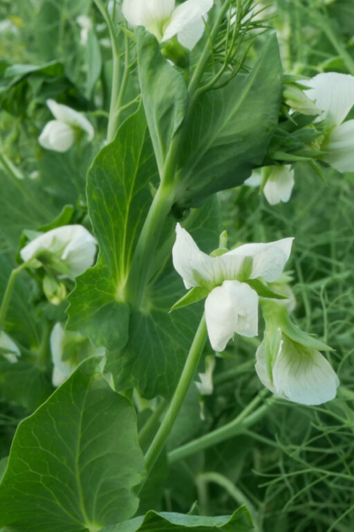 How To Plant A Garden Cover Crop With Field Peas This Fall