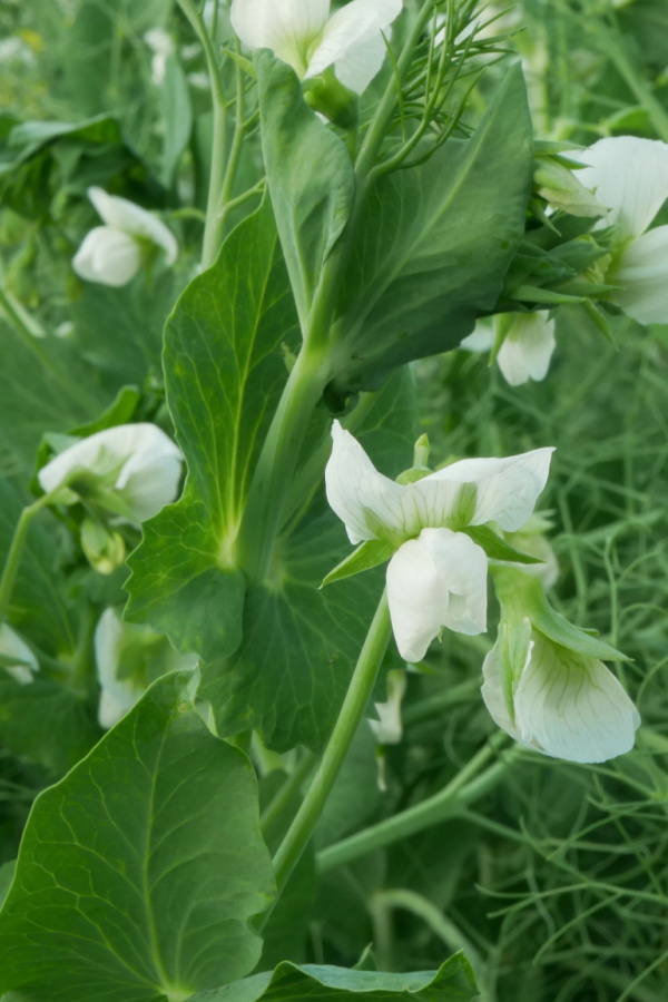 Field peas that have been planted as a cover crop. They have tiny white blooms. 