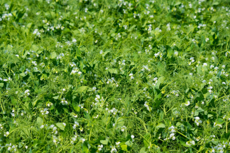 How To Plant A Garden Cover Crop With Field Peas This Fall