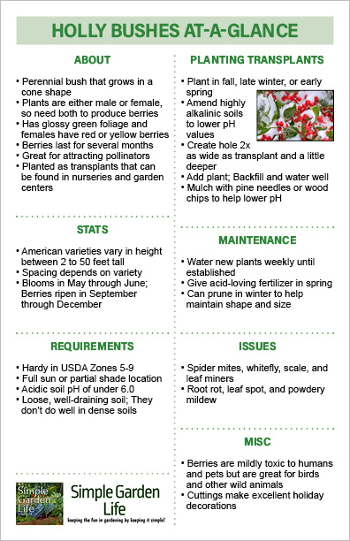 Growing Holly Bushes at-a-glance guide