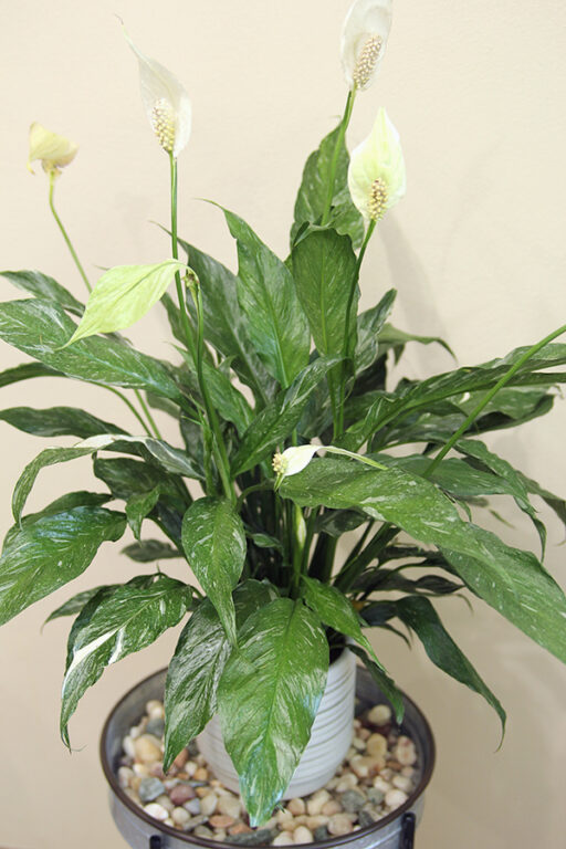 How To Grow Peace Lilies The Ultimate Indoor Houseplant