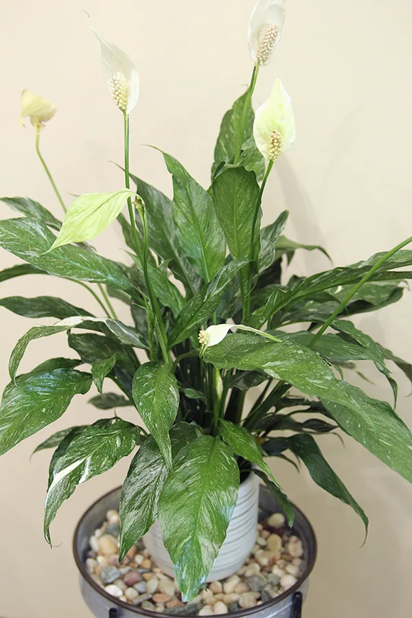 How to Grow and Care for Peace Lily