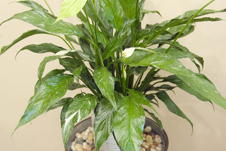 How To Grow Peace Lilies - The Ultimate Indoor Houseplant&nbsp;