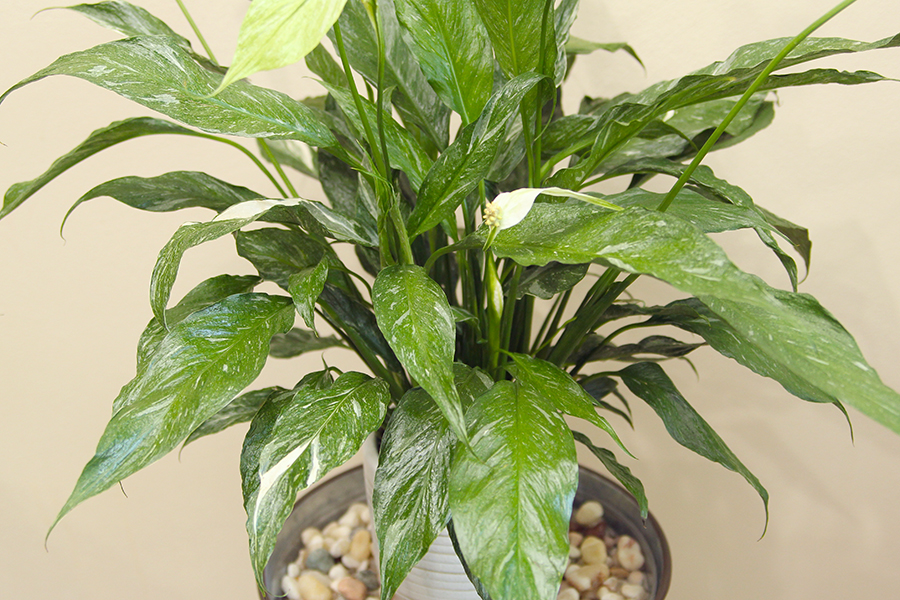 How To Grow Peace Lilies The Ultimate Indoor Houseplant