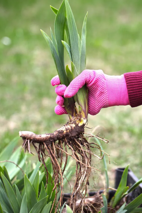 An example of a rhizome