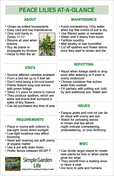 Peace Lilies At-A-Glance Guide