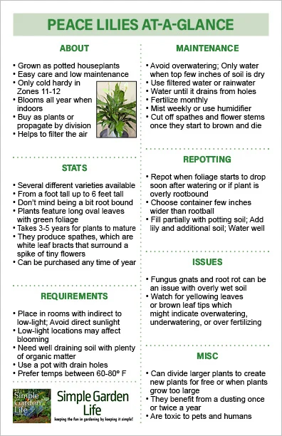 Peace Lilies At-A-Glance Guide