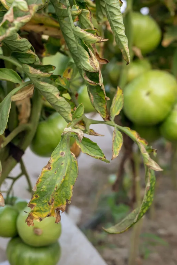 A tomato plant with a type of fungal wilt. 