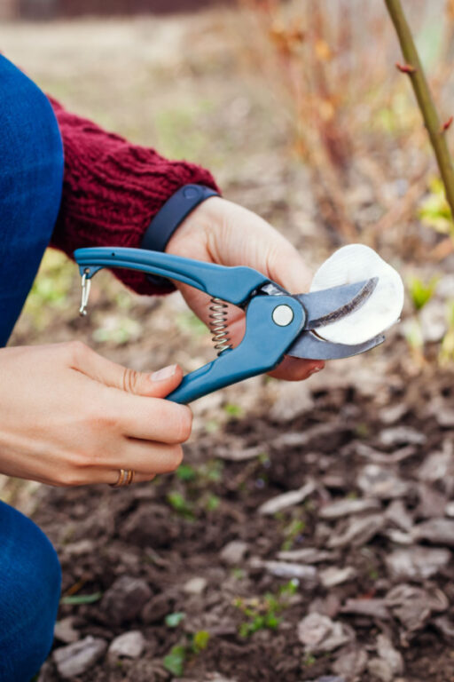 Cleaning And Disinfecting Garden Tools In The Fall