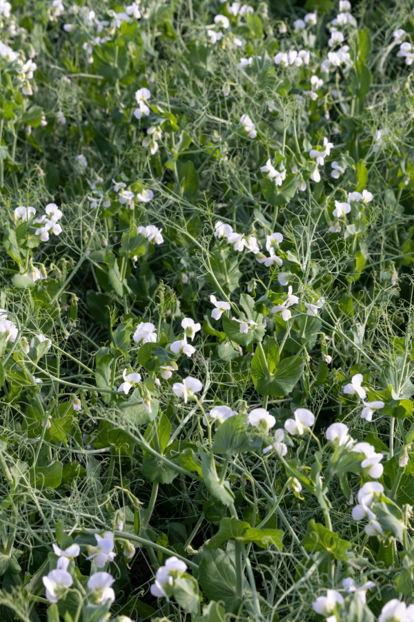 Field peas blooming and ready to be cut for green mulch. 