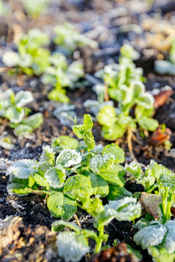 field peas being used as a cover crop newly planted and covered in frost