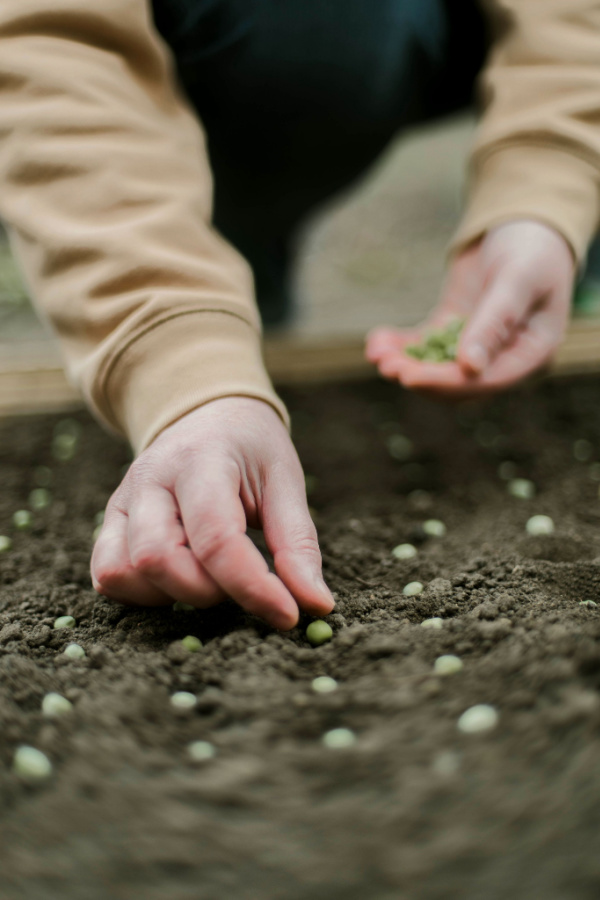 A man planting pea seeds one at a time. 