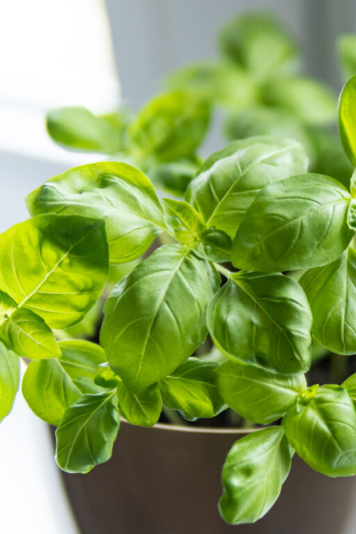 How To Grow Basil Indoors In The Winter Growing Fresh Basil!