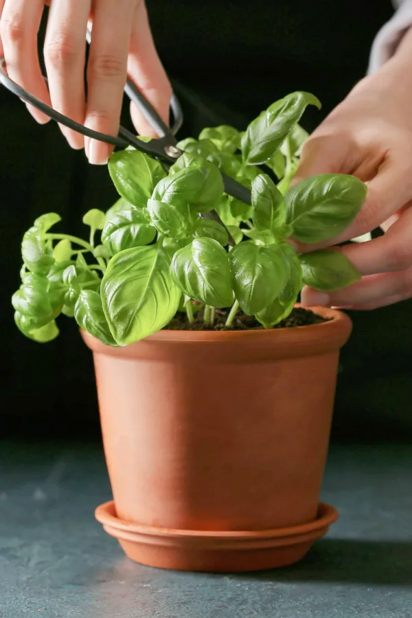 harvesting basil