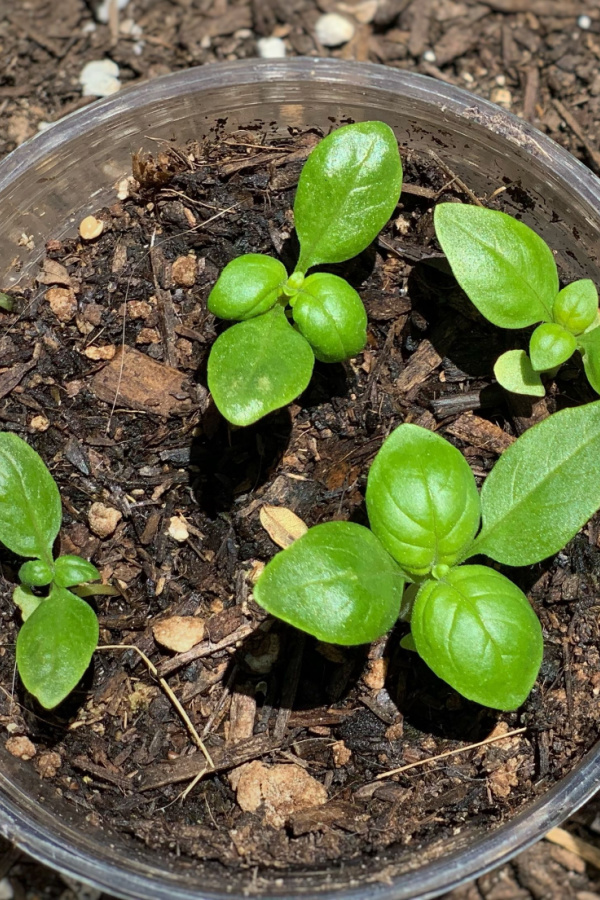 Basil seedlings growing in a container indoors