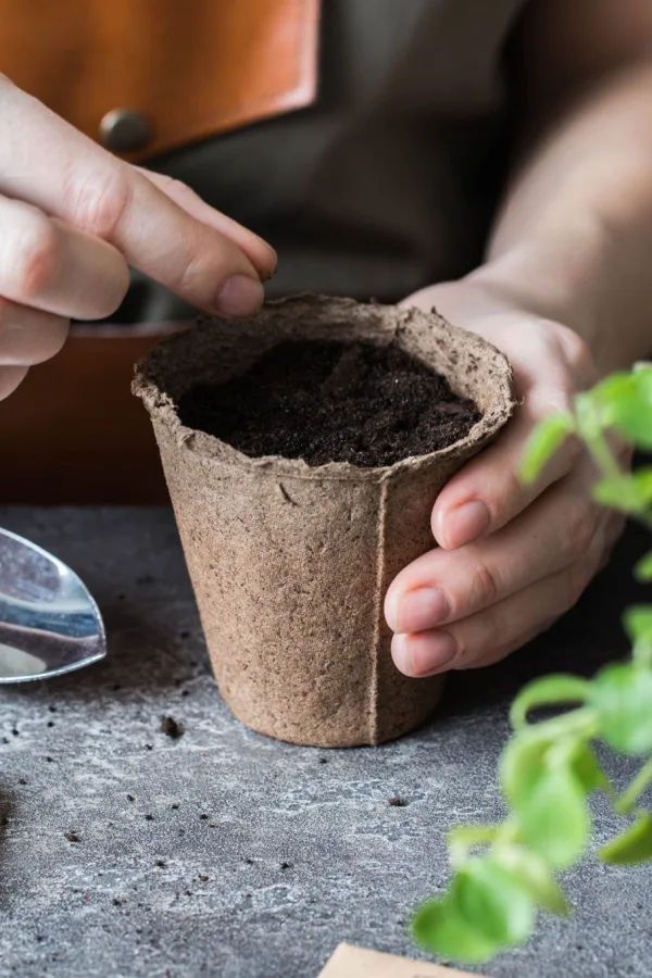 Basil seeds can easily grow indoors when planted in a starter pot. 