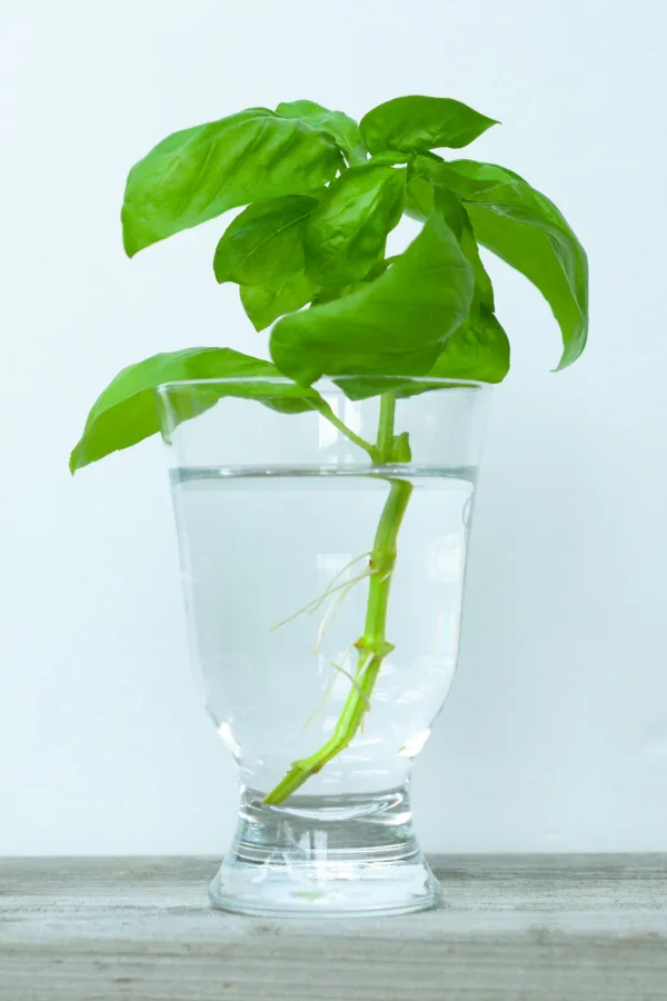 A basil cutting being propagated in water. 