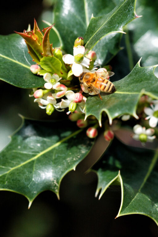 Growing Holly Bushes - Add Big Interest To Your Winter Landscape