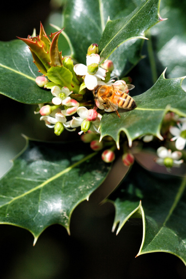 The blooms on holly bushes are perfect attractors to pollinators. 