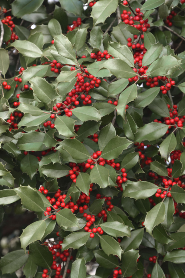 Growing holly bushes is a great way to add natural color and texture to any landscape. 